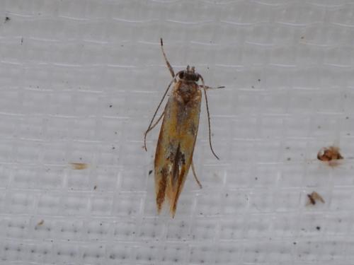 Batia lunaris